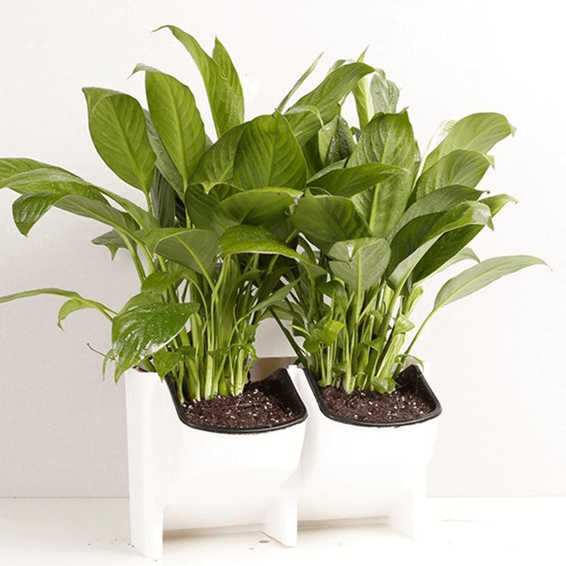 (2 sides) plant growing wall mounted pot