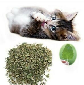 Cat-nip - 30g