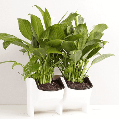 (2 sides) plant growing wall mounted pot