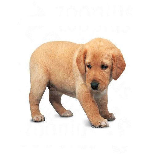 Labrador retriever junior - 3 kg